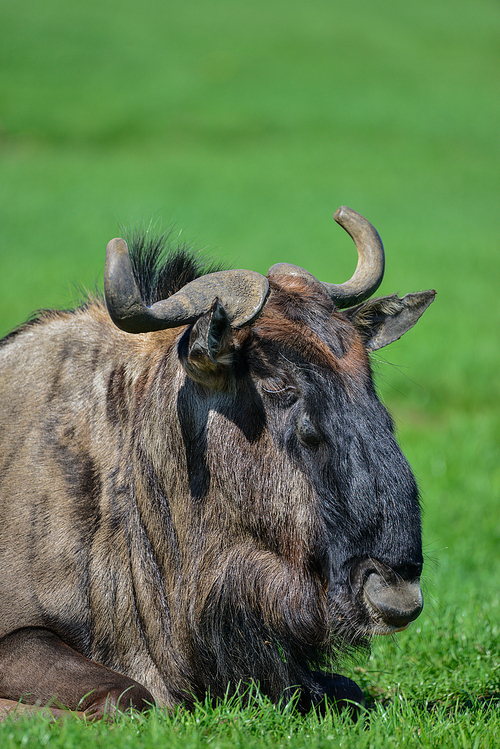Portrait of Common Wildebeest Connochaetes Alcelaphine Bovidae laying in Summer sun