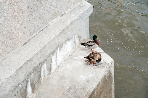 Mallard duck male and female couple perched on steps of Moskow-river embankment, copyspace on the concrete wall