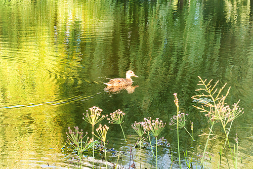 Small duck at calm water with green reflection
