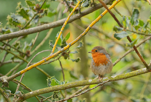 Cute little robin bird on brunch