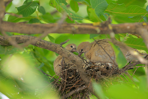 Young dove Streptopelia decaocto in nest