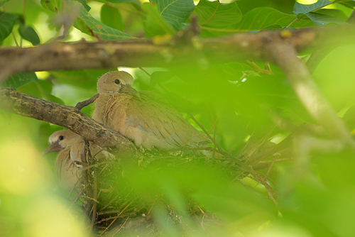 Young dove Streptopelia decaocto in nest