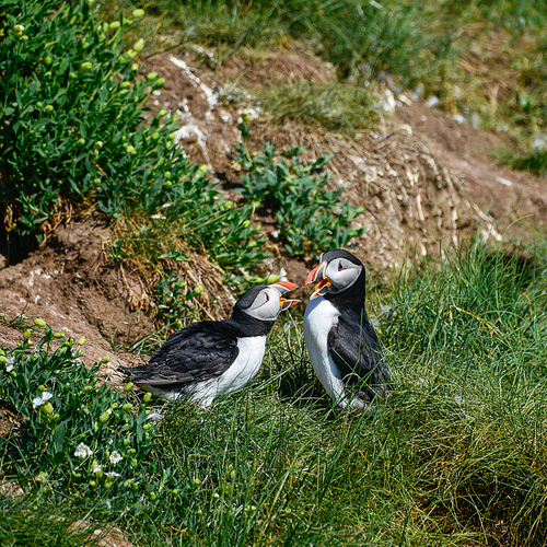 Beautiful Atlantic Puffin or Comon Puffin Fratercula Arctica in Northumberland England on bright Spring day