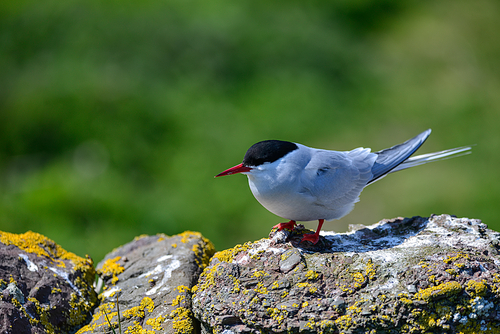 Beautiful Arctic Tern Sterna Paradisaea peched on wall in bright Spring sunshine