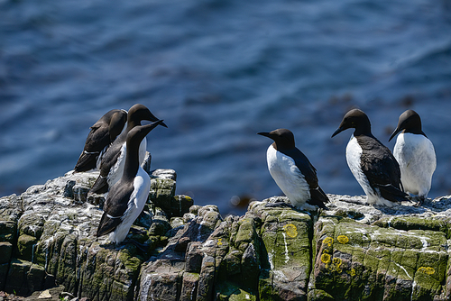 Beautiful Common Guillemot or Mure on cliff face on bright Spring day