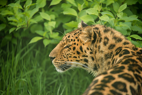 Stunning close up portrait of Jaguar panthera onca in colorful vibrant landscape