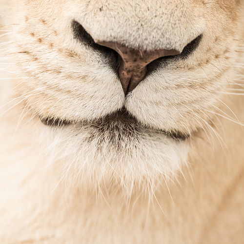 Stunning intimate portrait of white Barbary Atlas Lion Panthera Leo
