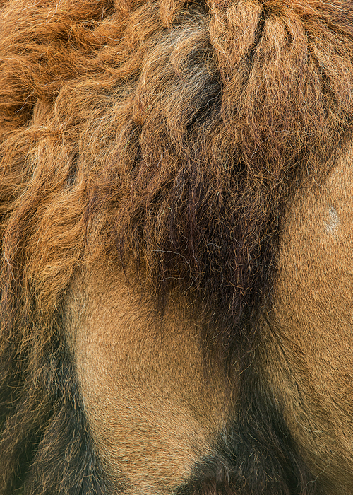 Stunning intimate portrait image of King of the Jungle Barbary Atlas Lion Panthera Leo