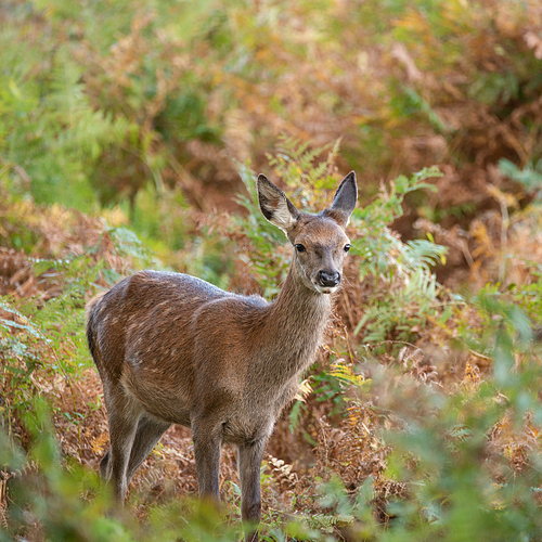 Beautiful portrait of red deer hind in colorful Autumn forest landscape