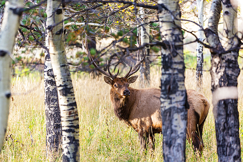 Mountain Bull Elk in autumn forest, Colorado, USA