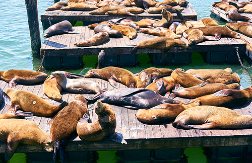 Sea lions at Pier 39 in San Francisco, California, USA