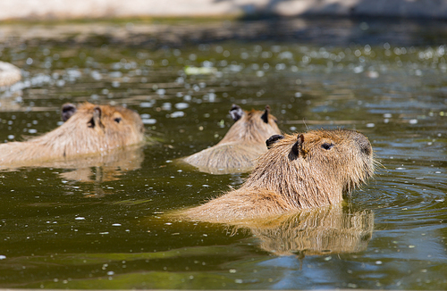 capybara (Hydrochoerus hydrochaeris ), largest living rodent in the world