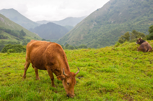 Cows in the Picos de Europa, Asturias. A very tourist place in Spain