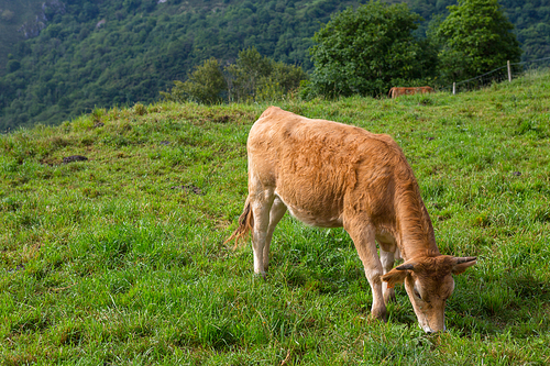 Cows in the Picos de Europa, Asturias. Farm land at the mountains, a very tourist place in Spain