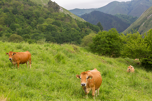 Cows in the Picos de Europa, Asturias. Farm land at the mountains, a very tourist place in Spain