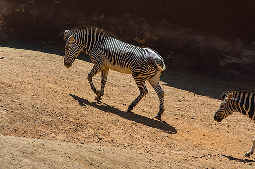 Zebras walking on the savanna