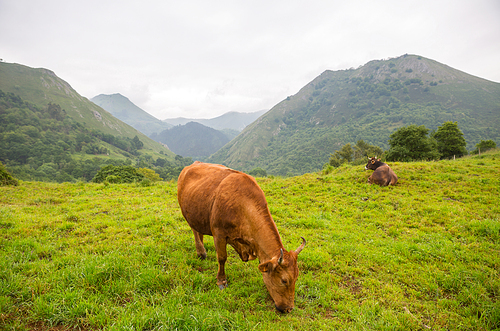 Cows in the Picos de Europa, Asturias. A very tourist place in Spain