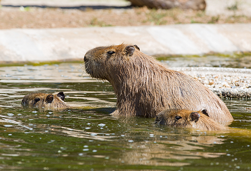 capybara (Hydrochoerus hydrochaeris ), largest living rodent in the world