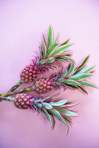 Pineappless flowers on pinlk paper background