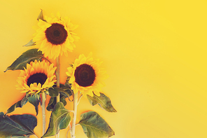 Sunflower fresh flowers on yellow, flat lay floral background with copy space, toned