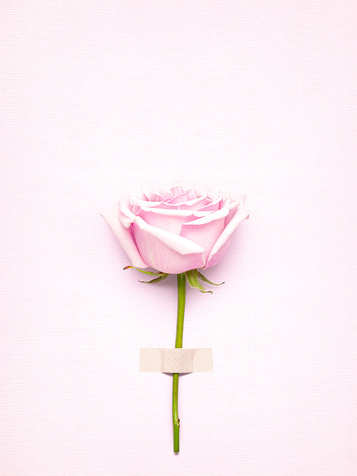 Creative Valentines Day still life concept, pink rose in greeting card on pink paper background.