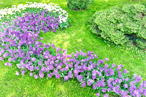 Flowerbed with purple and pink flowers tulips and green grass