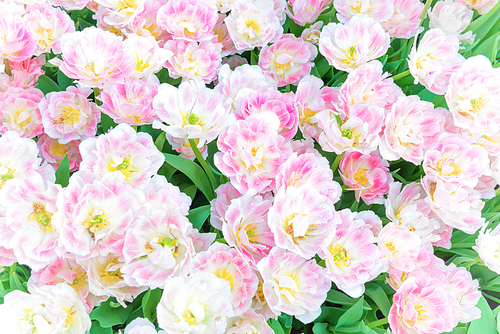 Bouquet of pink flowers tulips as natural texture for background