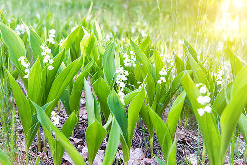 Green field of white forest flowers lily of the valley