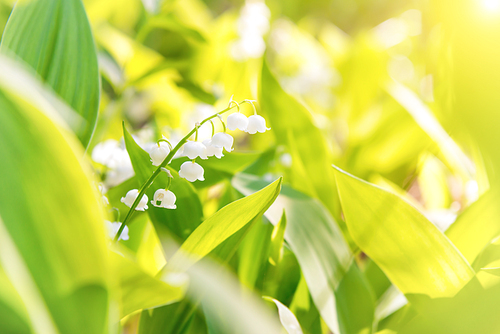 White flowers lily of the valley with green leaves