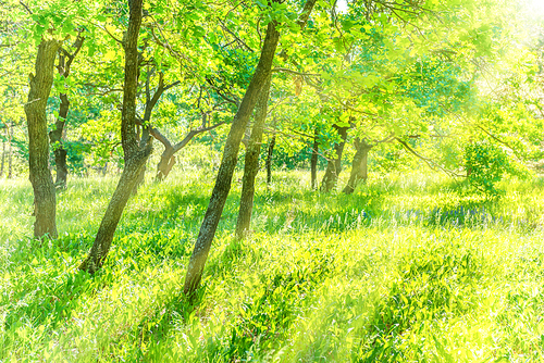 Tree trunk in park with field of green grass and sun light