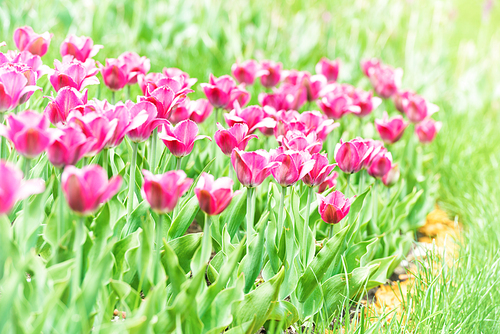Beautiful pink tulips with green grass on background