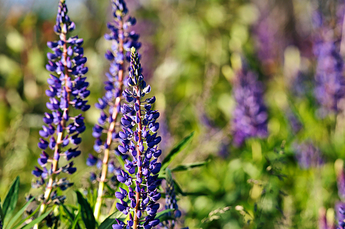 Lupinus, lupin, lupine field with pink purple and blue flowers. Copy space.