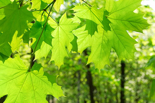 Green maple leaves on defocused green background