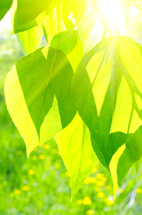 Summer background with poplar leaves and sun