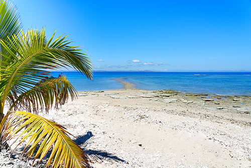 Palm tree on a white sandy beach in Fiji