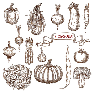 Farm tomato, pumpkin, corn cob, onion, broccoli, cauliflower, bell pepper, asparagus, eggplant, radish, common bean, daikon, garlic and beet vegetables sketches. Isolated on white for vegetarian food or agriculture design usage