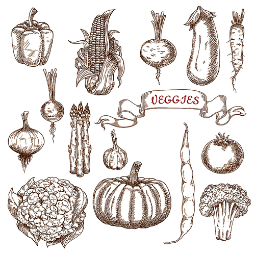 Farm tomato, pumpkin, corn cob, onion, broccoli, cauliflower, bell pepper, asparagus, eggplant, radish, common bean, daikon, garlic and beet vegetables sketches. Isolated on white for vegetarian food or agriculture design usage