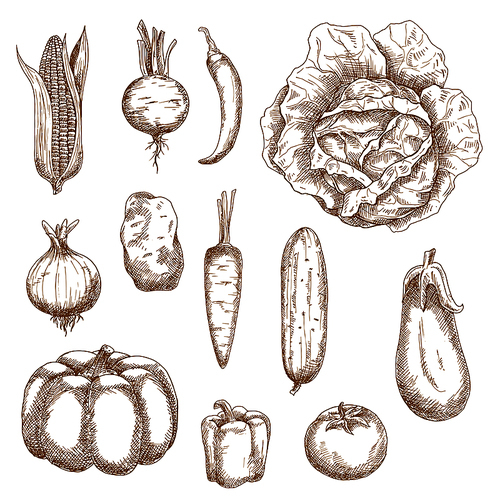 Healthy farm vegetables with corn, cabbage, beet, chili pepper, pumpkin, potato, pepper, carrot eggplant cucumber onion carrot and tomato. Retro sketch style