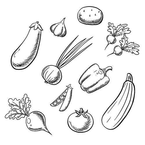 Organic farm sketched vegetables with potato, tomato, onion with spicy leaves, sweet bell pepper, pea pod, zucchini, eggplant, pungent radishes, garlic and beet. Addition to recipe book or agriculture design