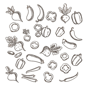 Sketch of fresh beets with lush haulms, chili peppers, eggplants, sliced and whole bell peppers vegetables. For agriculture or vegetarian food or cooking design
