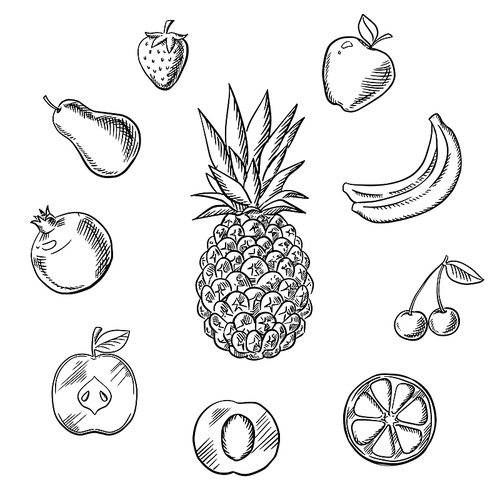 Fresh fruits and berries with tropical pineapple, surrounded by whole and sliced apples, orange, apricot, lemon, bananas, pear, pomegranate, strawberry and cherry. Vector sketch