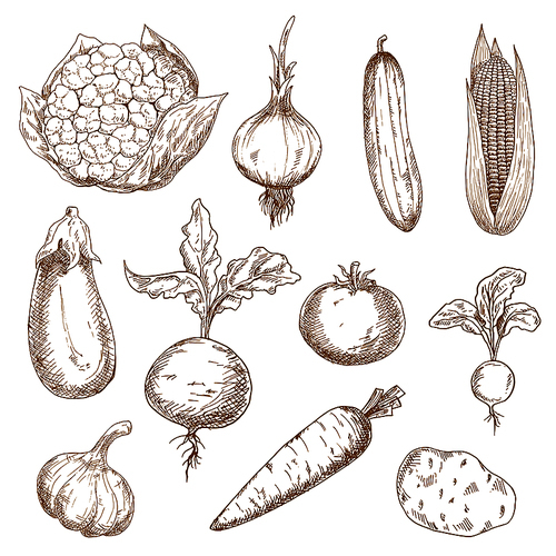 Fresh farm tomato, carrot, onion, garlic, cucumber, corn cob, eggplant, cauliflower, beet and radish vegetables hand drawn sketch icons. For old fashioned recipe book or kitchen interior design