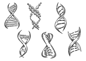 Modern stylized biological models of DNA with double helices. Medicine, genetic science or biotechnology design usage. Sketch style vector icons