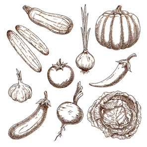 Healthy garden tomato, sprouted onion, chilli pepper, cabbage, eggplant, pumpkin, cucumbers, garlic, beet and zucchini vegetables. Vegetables sketch icons for old fashioned recipe book or menu design