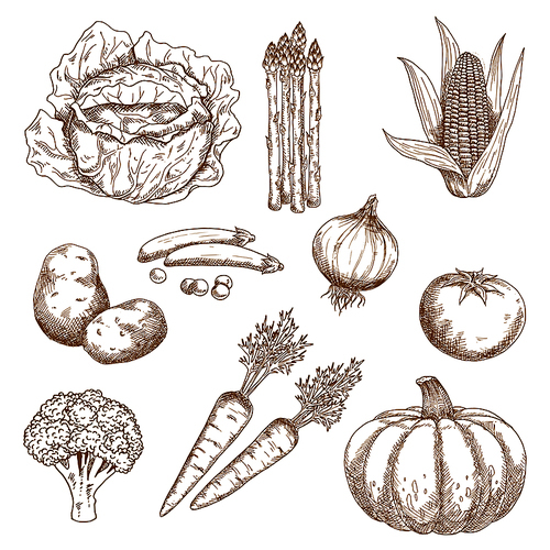 Sketches of farm sweet corn, onion, tomato, broccoli, carrots, green pea, cabbage, pumpkin and asparagus vegetables. Greengrocery market, agriculture,  recipe book or vegetarian food design usage