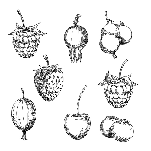 Berry fruits sketches of sweet strawberry and raspberry, currant and gooseberry, blackberry and cherry, blueberry and briar fruits. Kitchen accessories, stylized recipe book or agriculture design