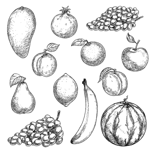 Aroma mango and refreshing orange, sweet banana and juicy lemon, peach and watermelon, grape and crunchy apple, ripe pear, apricot and pomegranate fruits sketches. Retro engraving stylized fruits