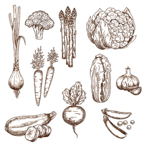Vintage sketches of farm carrot, garlic cloves and onion, sweet pea and broccoli, zucchini and cauliflower, asparagus and chinese cabbage vegetables. Restaurant menu, recipe book, vegetarian food
