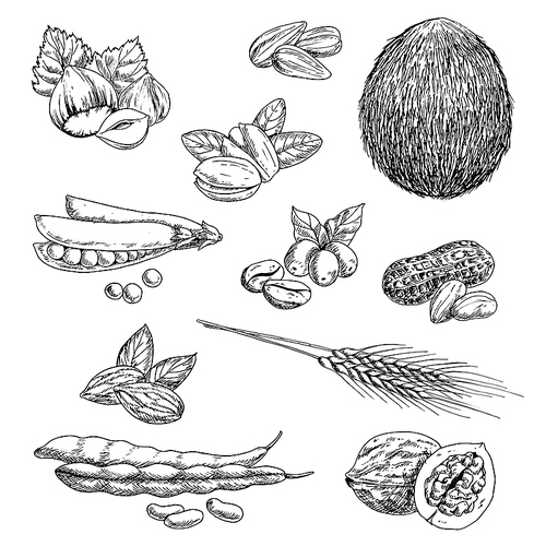 Healthful peanut and hazelnut, coffee beans and whole coconut, pistachios and almond, pea pod and walnut, beans and wheat ears, sunflower seeds. Sketch icons for healthy food and agriculture design