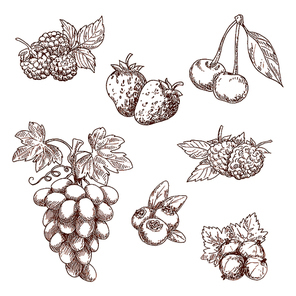 Fruits and berries engraving sketch icons with sweet fragrant strawberry and raspberry, cherry and grape grape, blueberry and gooseberry, blackberries. Recipe book, dessert menu or food themes usage